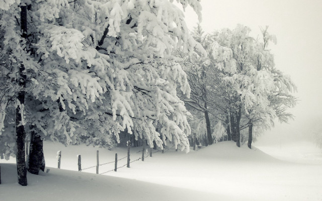 Snowy landscape trees fence foreground free wallpaper - medium preview image