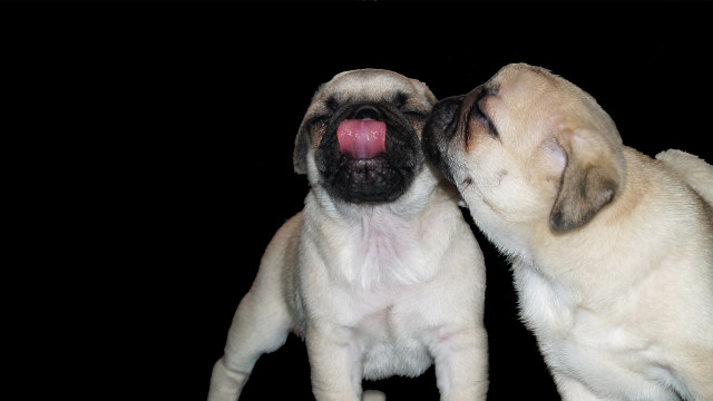 Small dogs playing black background free wallpaper - medium preview image