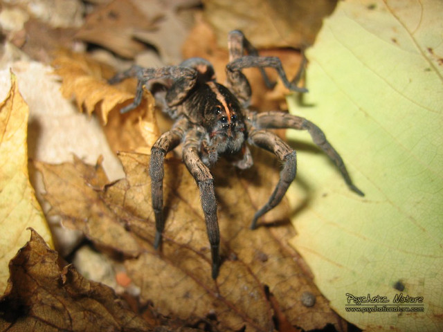 Spider closeup leaf forest blurry free wallpaper - medium preview image
