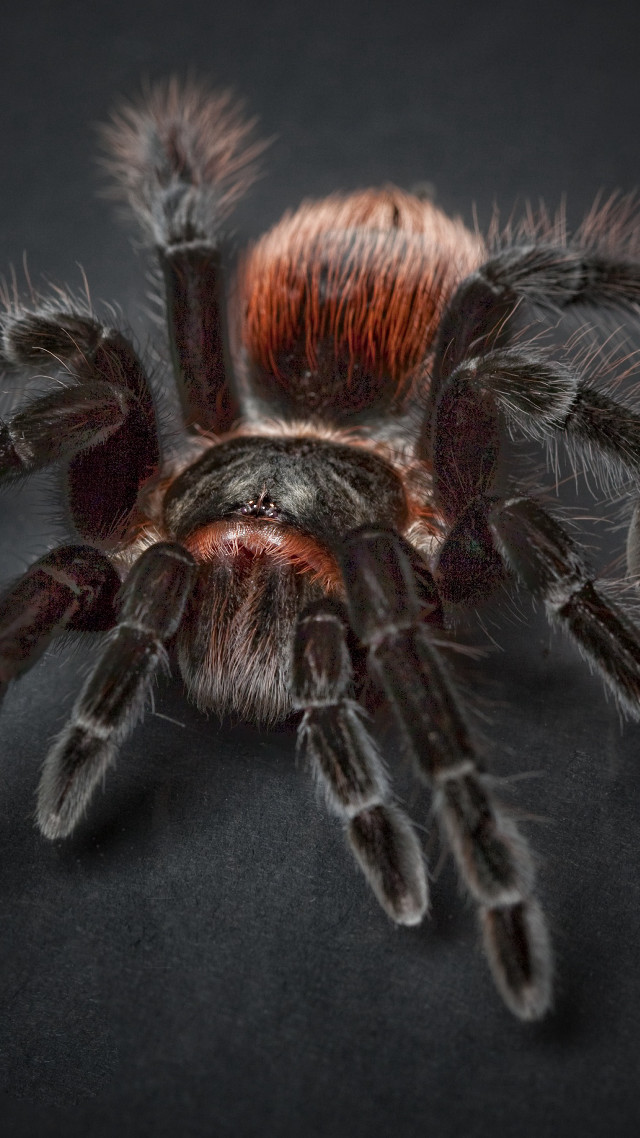 Spider closeup black background red free wallpaper - medium preview image