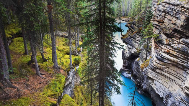 River forest trees rocks hillside free wallpaper - medium preview image