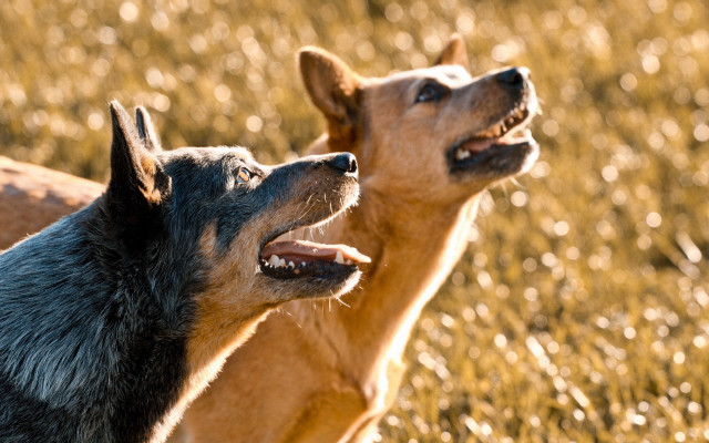 Two dogs field grass looking free wallpaper - medium preview image