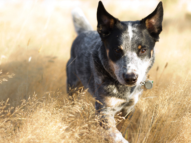 Dog running field grass tag free wallpaper - medium preview image