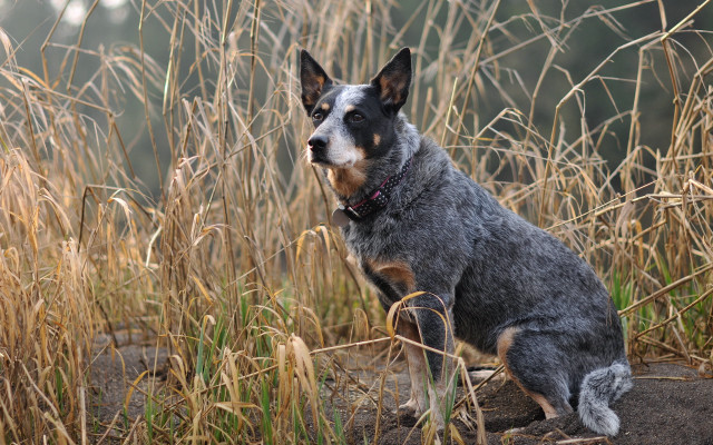 Dog sitting field grass sad free wallpaper - medium preview image