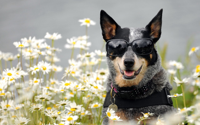 Dog sunglasses black vest daisies free wallpaper - medium preview image