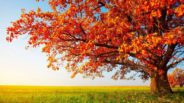 Red leaves tree grassy field free wallpaper - medium preview image