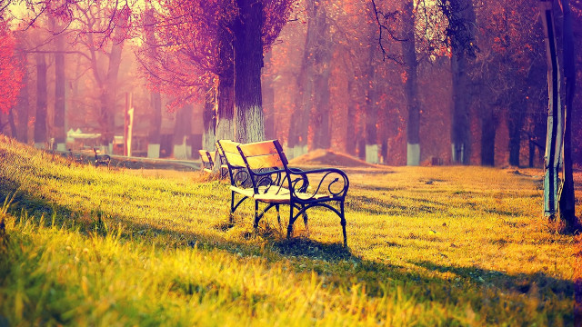 Park bench grass trees cemetery #2 free wallpaper - medium preview image