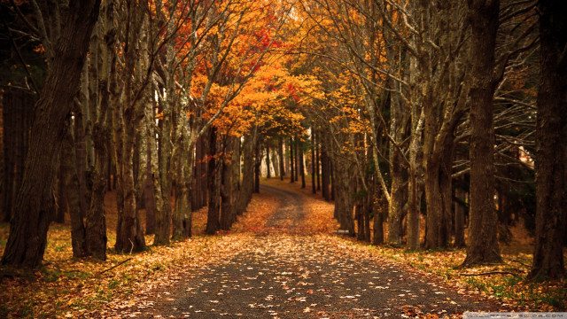 Dirt road trees leaves ground free wallpaper - medium preview image