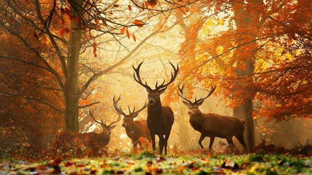 Deer forest trees leaves group #2 free wallpaper - medium preview image