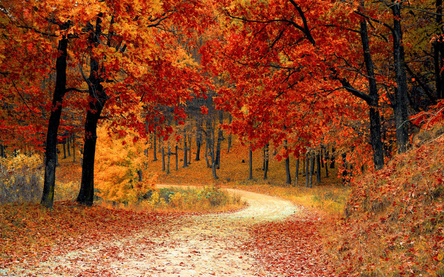 Road woods orange leaves trees free wallpaper - medium preview image