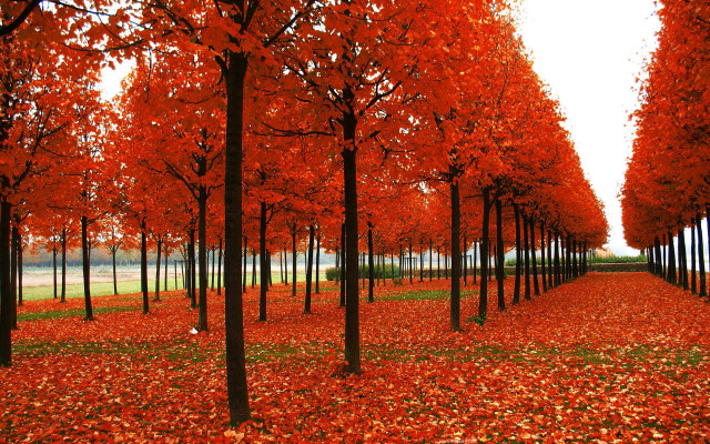 Row of trees red leaves free wallpaper - medium preview image