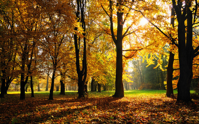 Park trees leaves bench nature #6 free wallpaper - medium preview image