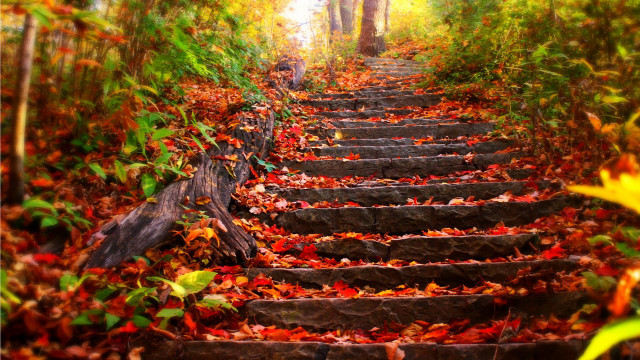 Steps woods leaves ground trees #2 free wallpaper - medium preview image