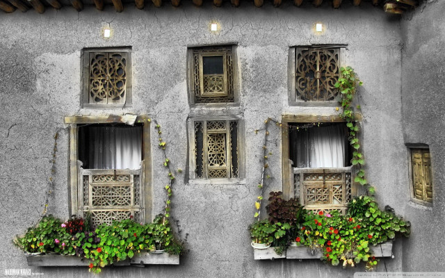 Building windows plants lights growing free wallpaper - medium preview image