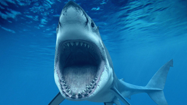 Shark open mouth water scuba free wallpaper - medium preview image