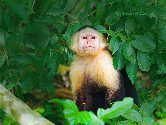 Monkey smiling in tree green free wallpaper - medium preview image