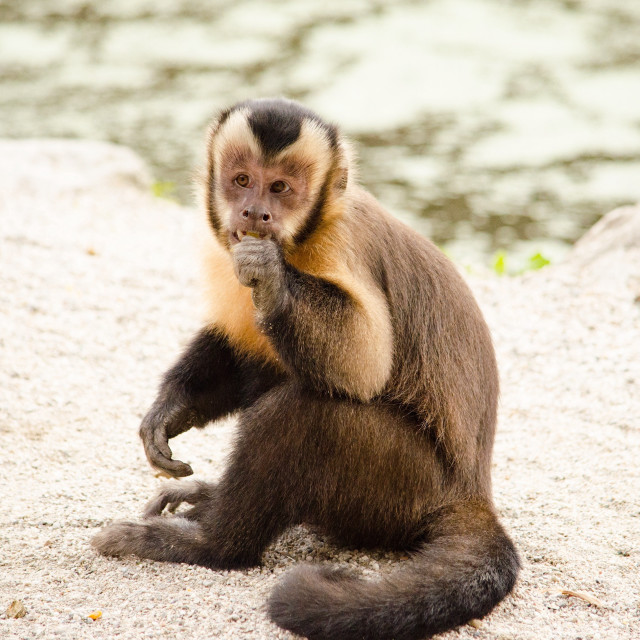 Monkey sitting rock hand face free wallpaper - medium preview image