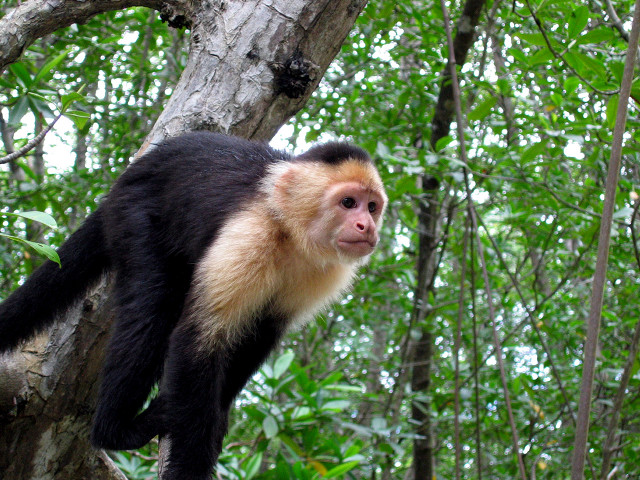 Monkey climbing tree jungle world free wallpaper - medium preview image