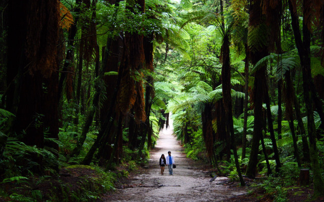Two people walking forest path free wallpaper - medium preview image