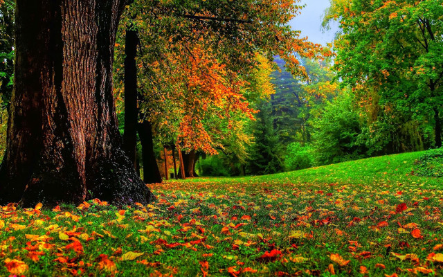 Lush green forest trees leaves free wallpaper - medium preview image