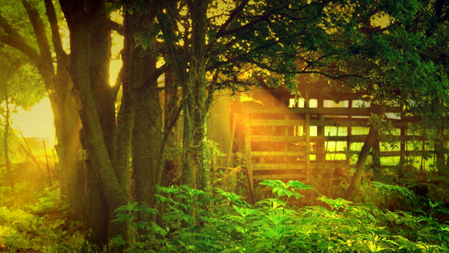 Wooden gate forest trees grass free wallpaper - medium preview image