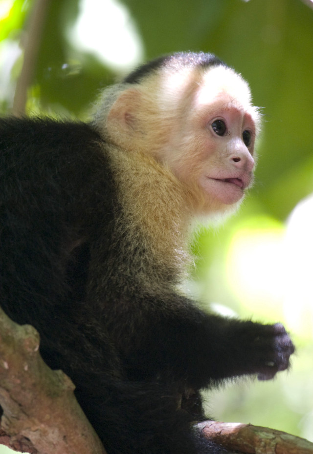 White black monkey tree branch free wallpaper - medium preview image