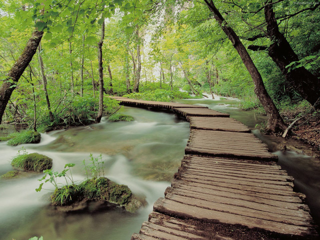 Wooden walkway crosses stream forest free wallpaper - medium preview image