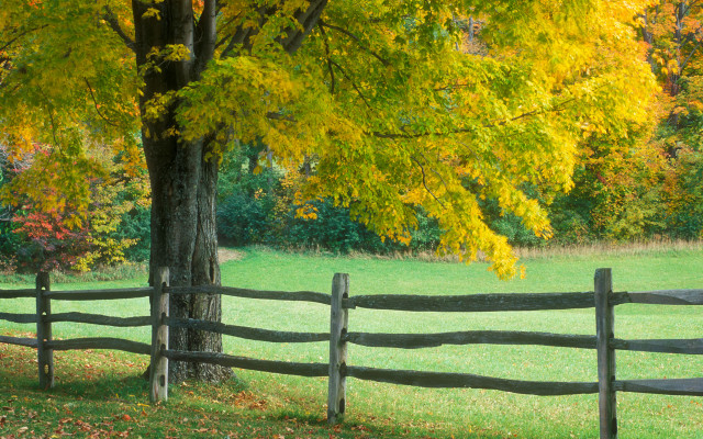 Fence tree yellow leaves bench free wallpaper - medium preview image