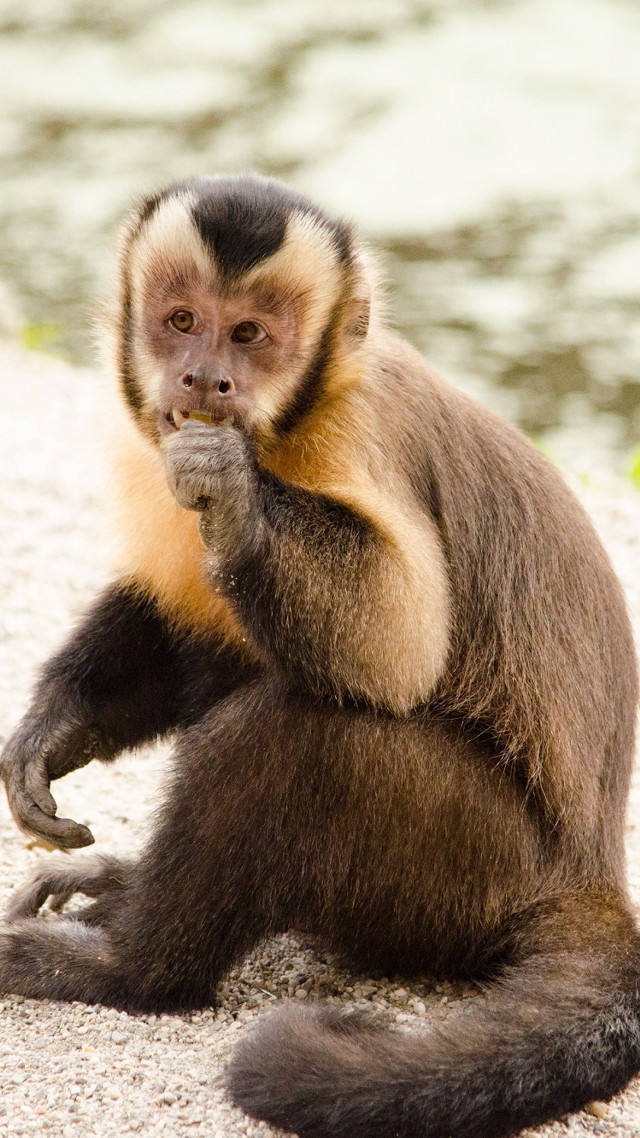 Monkey sitting eating looking camera free wallpaper - medium preview image