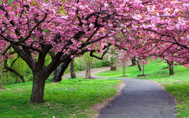 Tree lined path pink flowers free wallpaper - medium preview image
