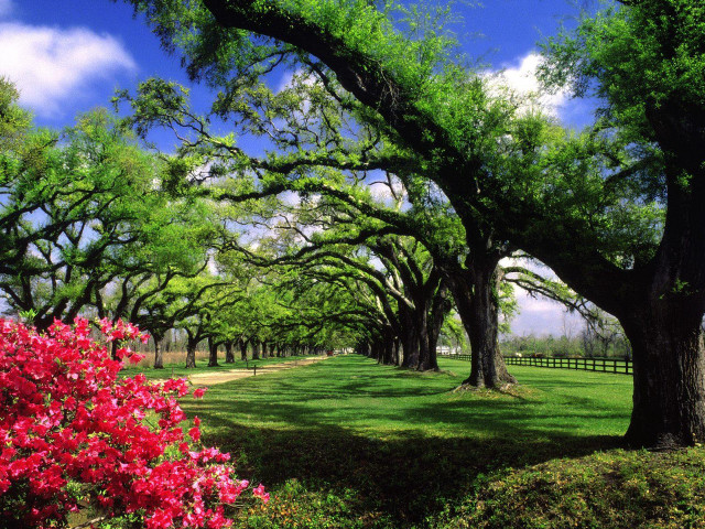 Field trees flowers fence background free wallpaper - medium preview image