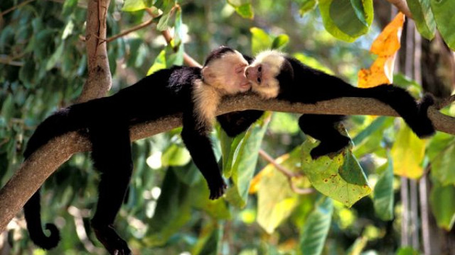 Sleeping monkeys tree branch leaves free wallpaper - medium preview image