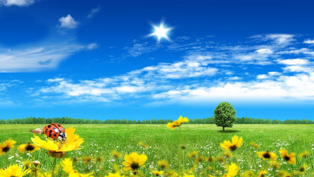 Ladybug yellow flower field blue free wallpaper - medium preview image