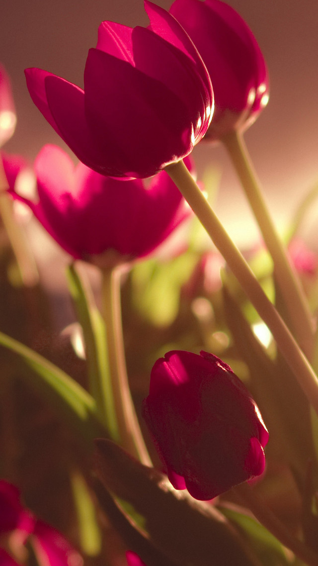Close up flowers blurry background free wallpaper - medium preview image