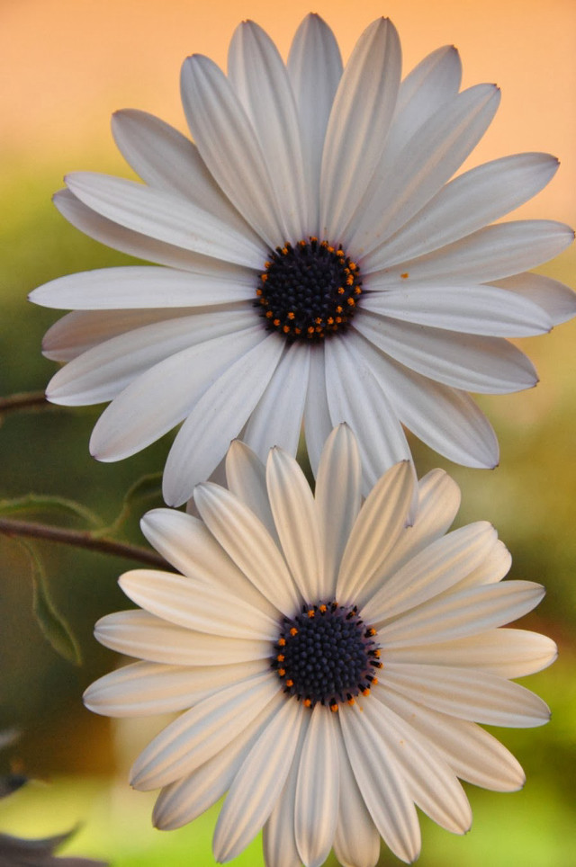 White flowers yellow background blurry free wallpaper - medium preview image