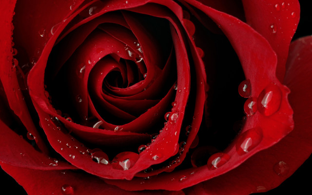 Red rose water droplets black #5 free wallpaper - medium preview image