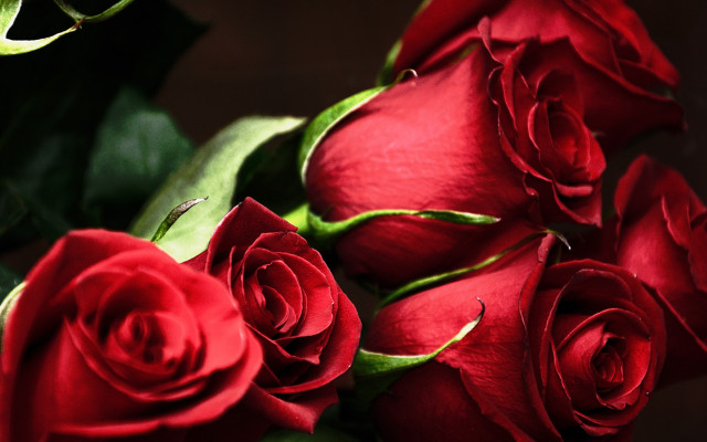 Red roses green stems flower free wallpaper - medium preview image