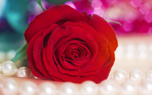 Red rose table pearls beaded free wallpaper - medium preview image