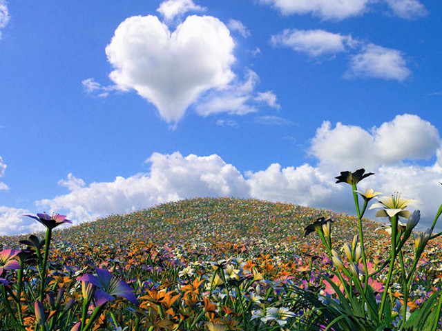 Field flowers heart cloud hill free wallpaper - medium preview image