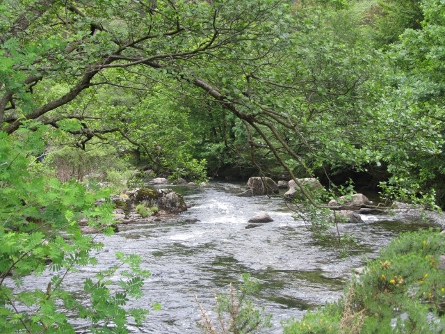 Stream lush green forest trees #4 free wallpaper - medium preview image