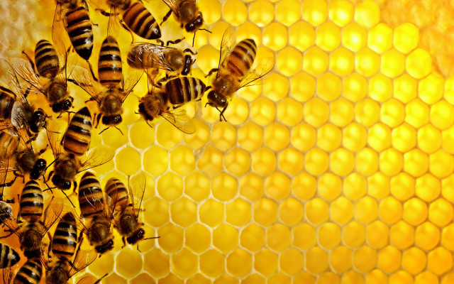 Bees honeycomb honey background honeycomb #6 free wallpaper - medium preview image