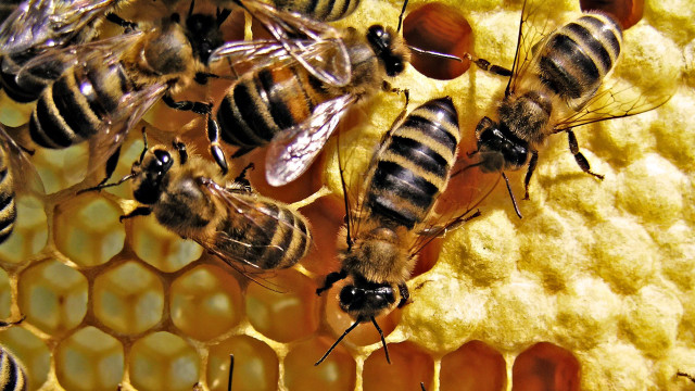 Bees honeycomb honey cells group free wallpaper - medium preview image