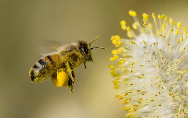 Bee flying flower yellow pollen #3 free wallpaper - medium preview image