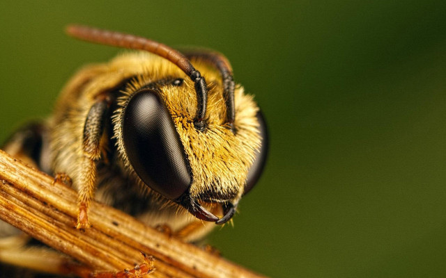 Bee macro plant stem green free wallpaper - medium preview image