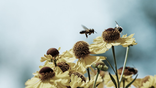 Bee yellowflowers blueSky macro angelwings free wallpaper - medium preview image