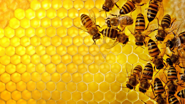Bees honeycomb honey background honeycomb free wallpaper - medium preview image