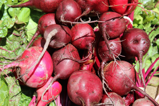 Beets green field leaves plant free wallpaper - medium preview image