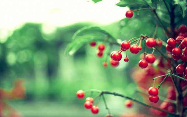 Red berries hanging tree branch free wallpaper - medium preview image