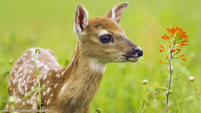 Young deer field grass flowers free wallpaper - medium preview image