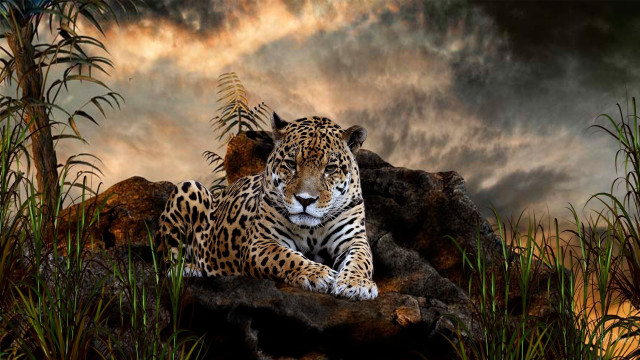 Leopard rock grass cloudy sky free wallpaper for desktop - medium preview image